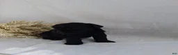 Affenpinscher dogs for sale: LLW JORDY - Ad 8