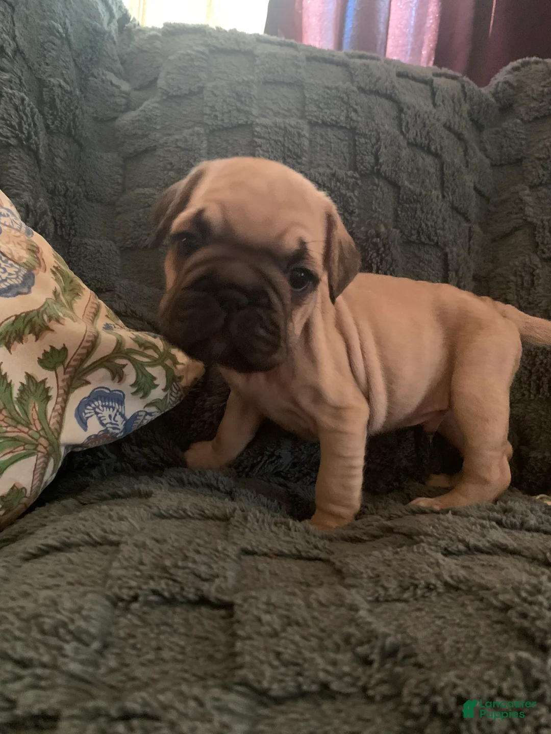 Frug dogs for sale: Bear - Ad 1