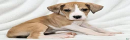 Great Dane dogs for sale: Teno  - Ad 5