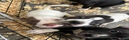 Mixed Breed dogs for sale: Mixed Breed 3 - Ad 6