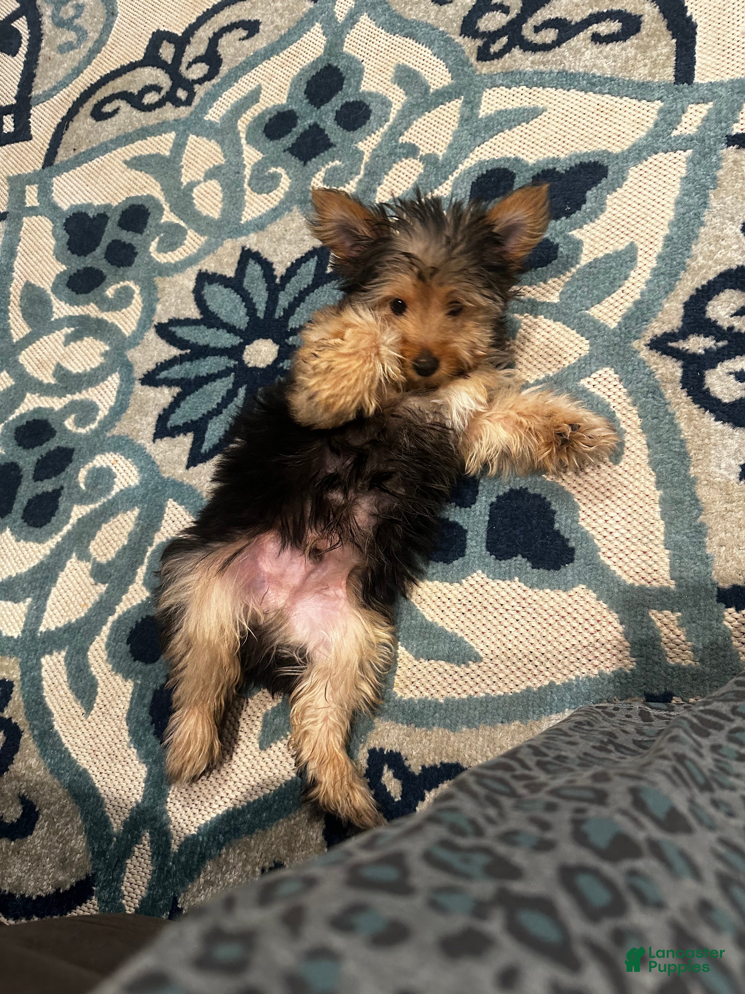 Chorkie dogs Leo - Ad 3