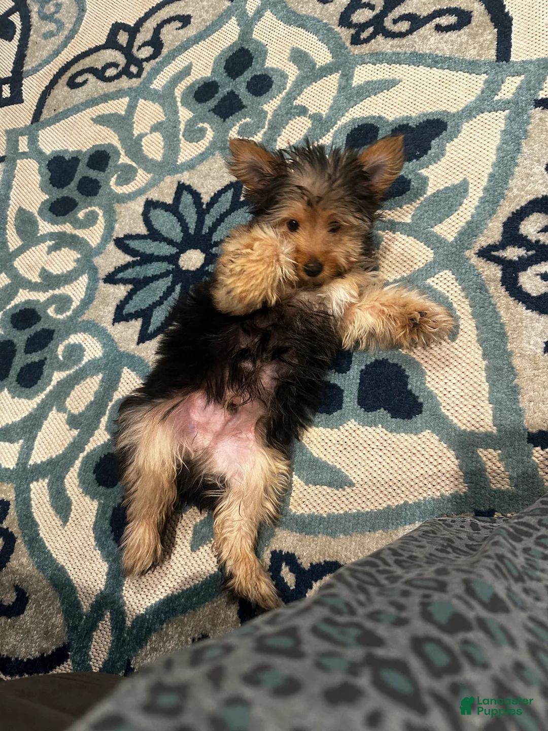 Chorkie dogs for sale: Leo - Ad 1