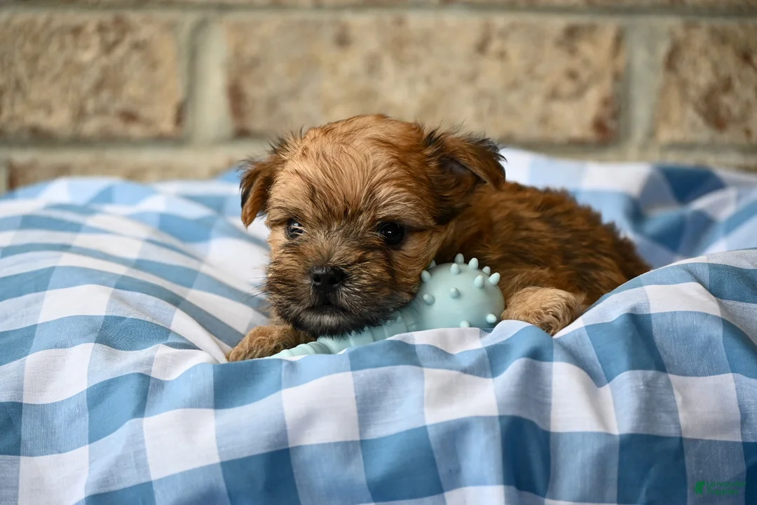 Morkie dogs for sale: Wally - Ad 4