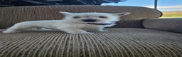 West Highland Terrier dogs for sale: Tiana - Ad 3