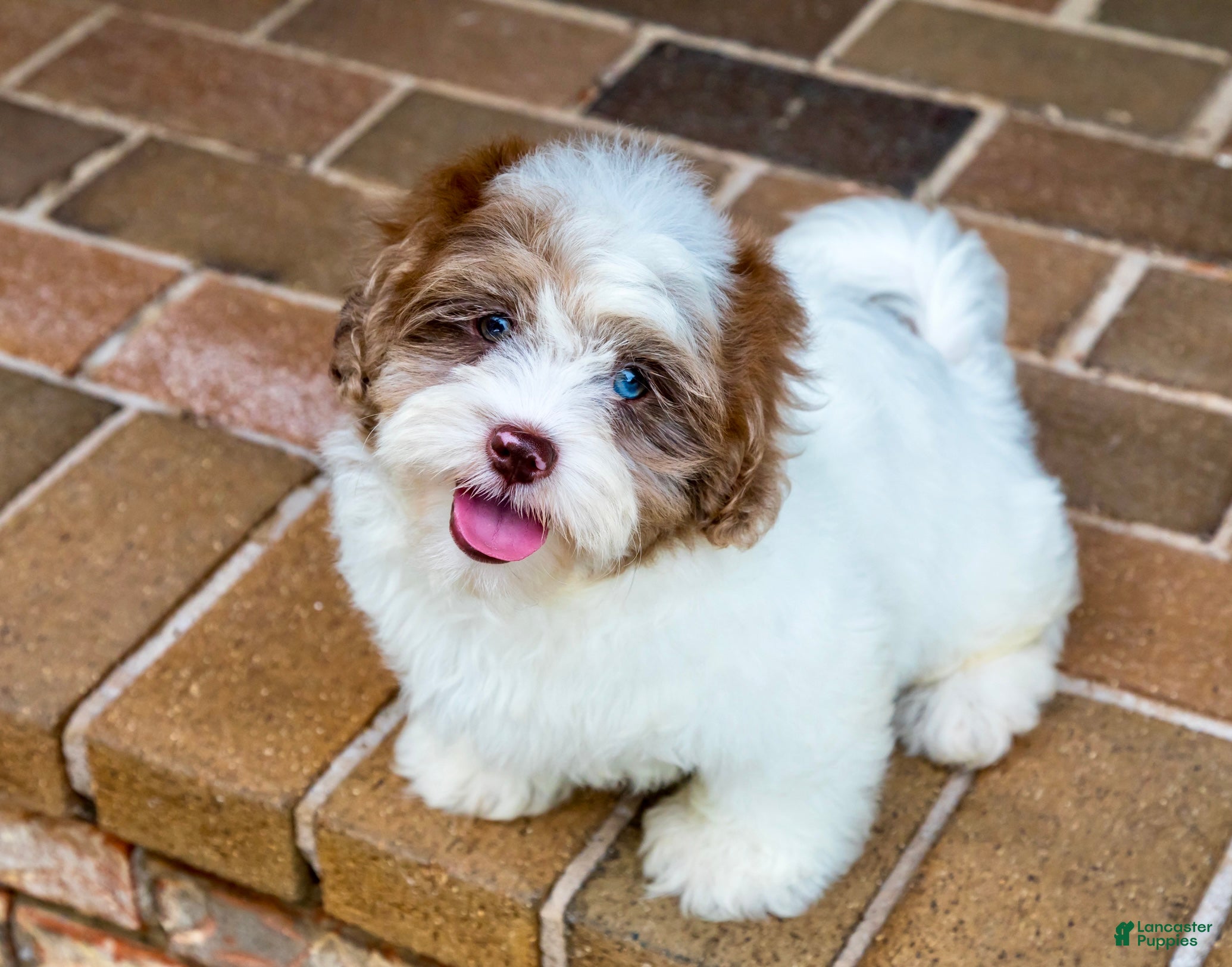 Shihpoo dogs Winston - Ad 1