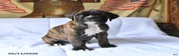Boxer dogs for sale: Bandit - Ad 3