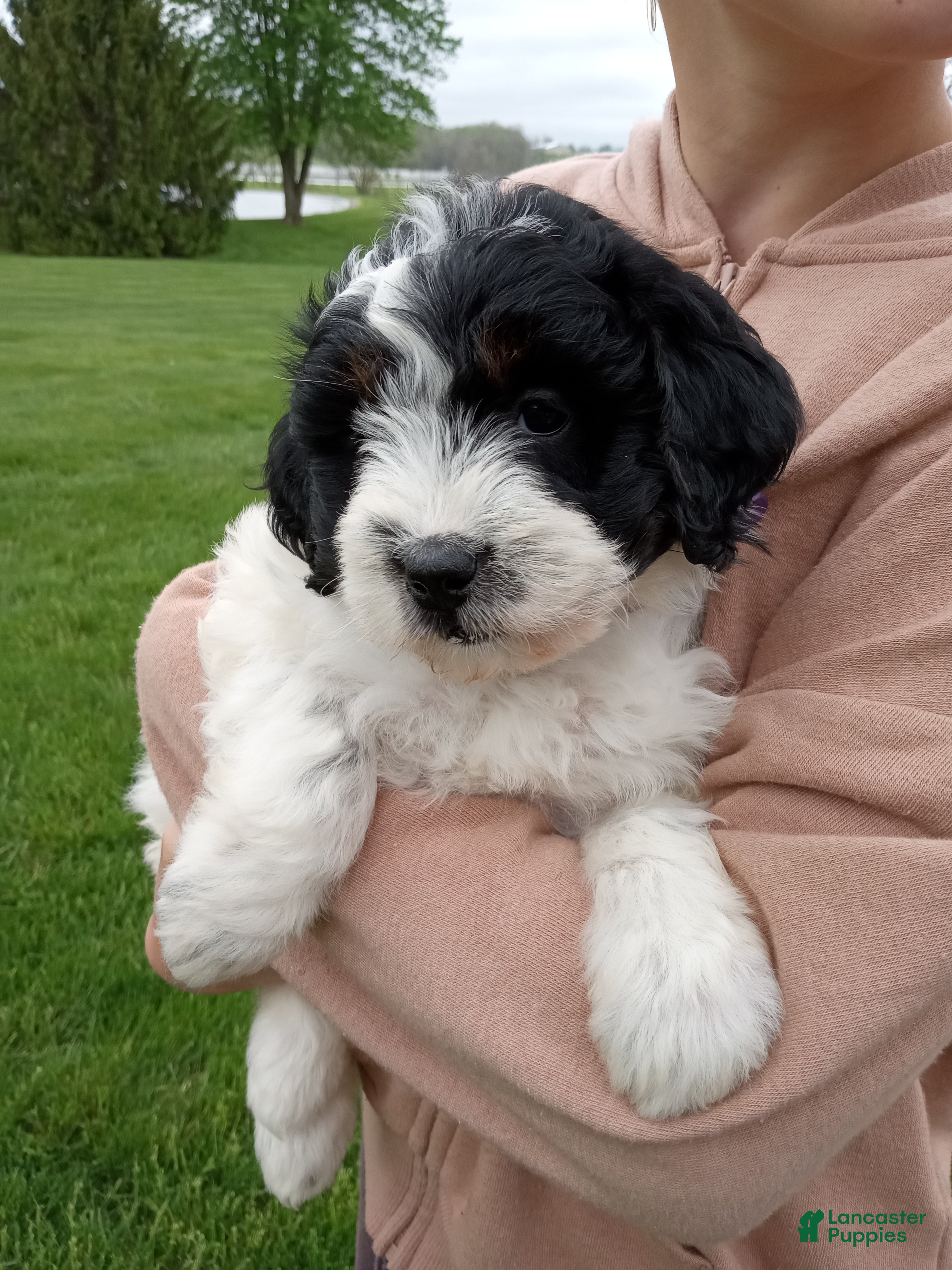 Mini Bernedoodle dogs Livia - Ad 1