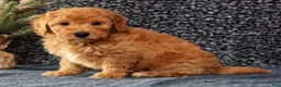 Bichpoo dogs for sale: Flint - Ad 10