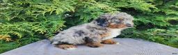 Mini Bernedoodle dogs for sale: Lettie - Ad 10