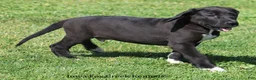 Great Dane dogs for sale: Milo - Ad 4