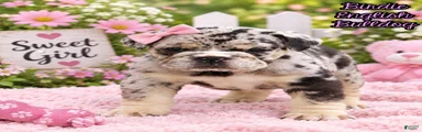 Birdie Female English Bulldog