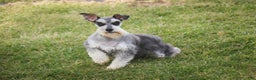 Miniature Schnauzer dogs for sale: Kris - Ad 13