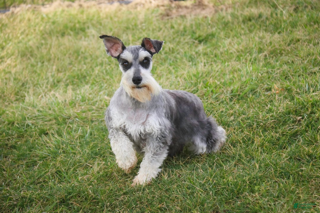 Miniature Schnauzer dogs for sale: Kris - Ad 13