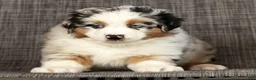 Miniature Australian Shepherd dogs for sale: Jackson - Ad 7