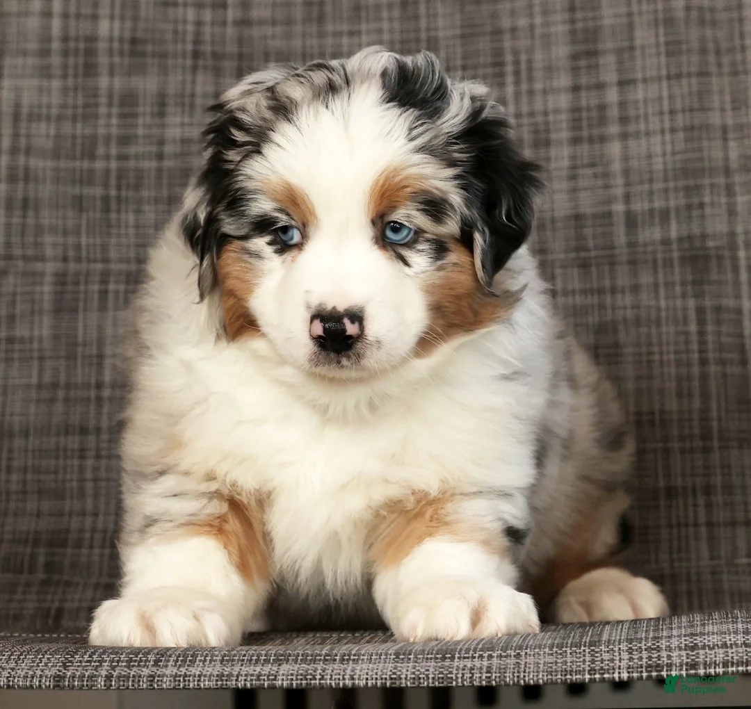 Miniature Australian Shepherd dogs for sale: Jackson - Ad 7
