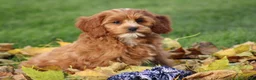 Cavapoo dogs for sale: Bryce - Ad 5