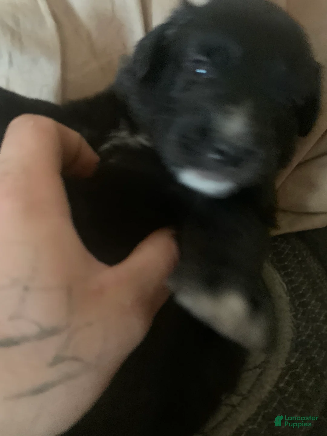 Australian Shepherd dogs for sale: Australian Shepherd 7 - Ad 1