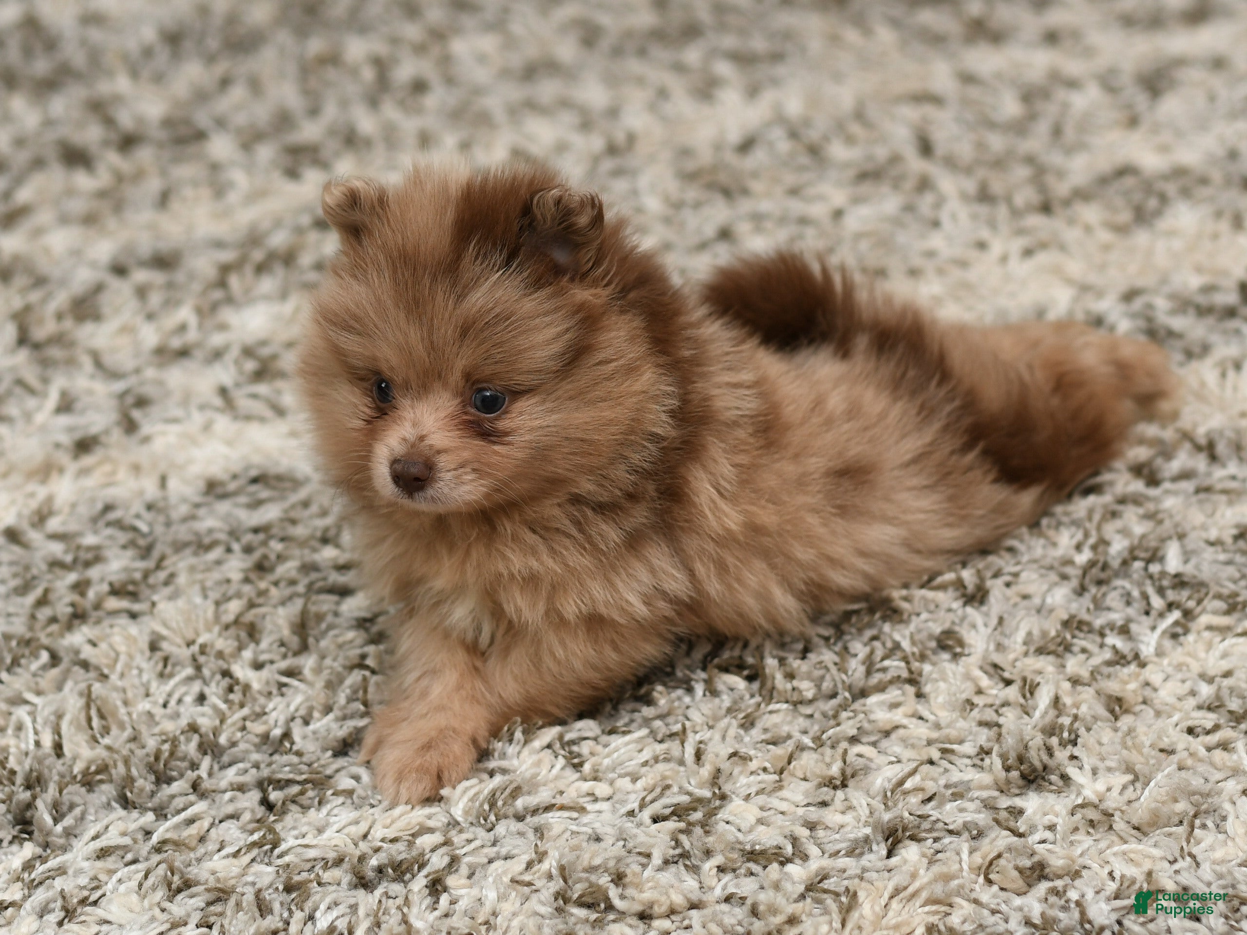 Pomeranian dogs Leo - Ad 2