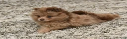 Pomeranian dogs for sale: Leo - Ad 2