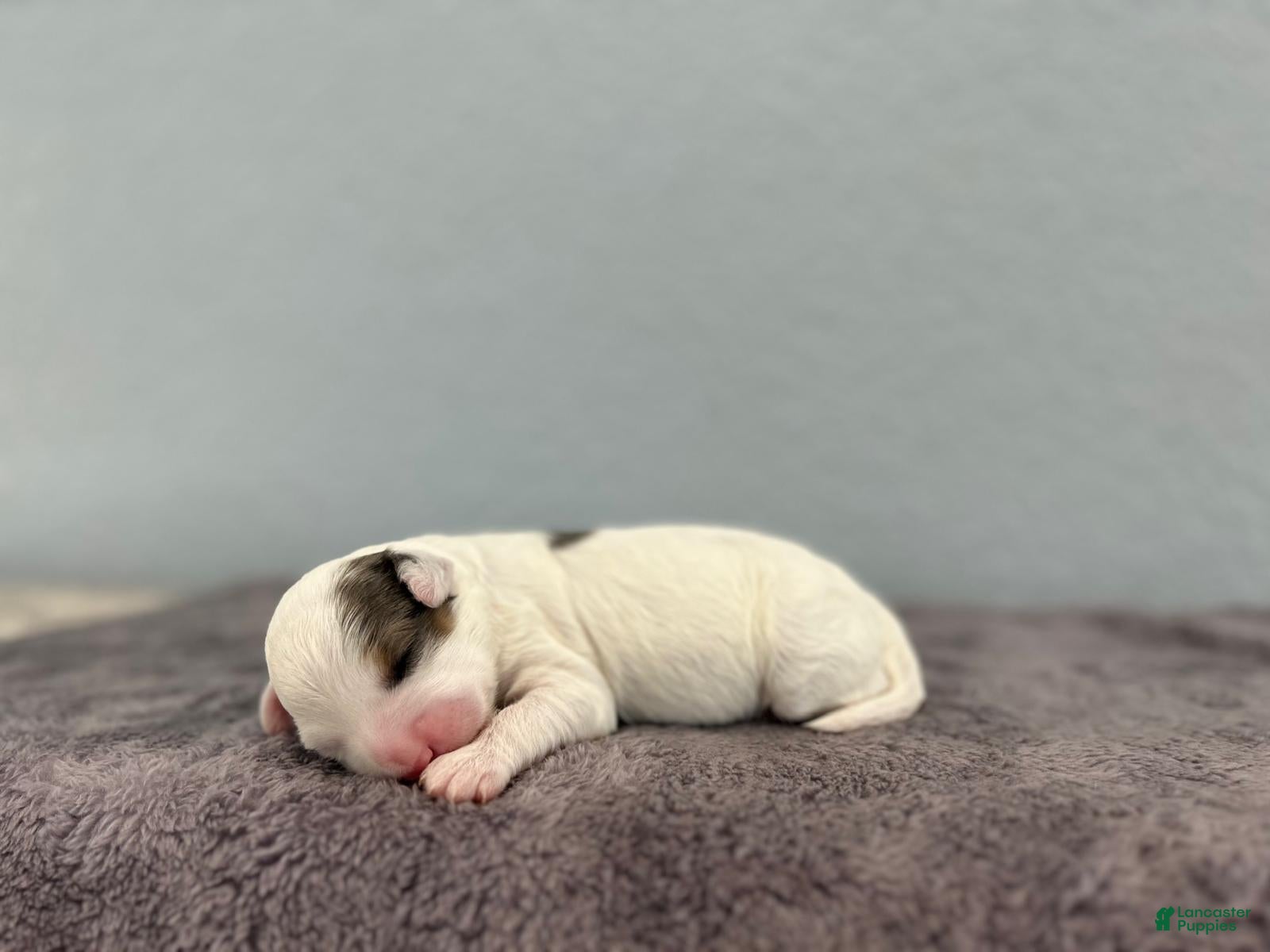 Mini Goldendoodle dogs for sale: Ria - Ad 4