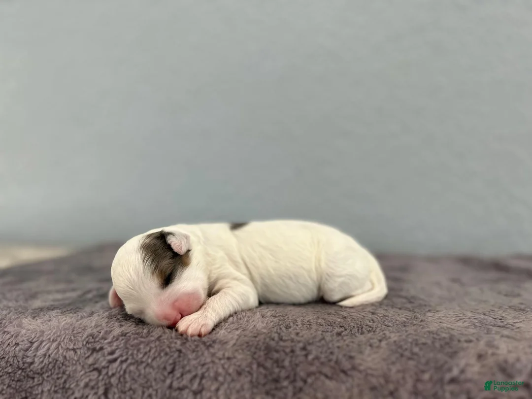 Mini Goldendoodle dogs for sale: Ria - Ad 1