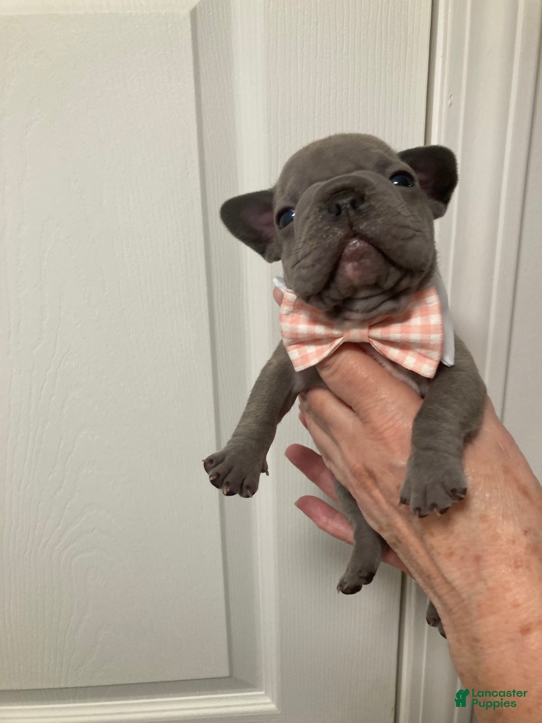 French Bulldog dogs for sale: Bam Bam - Ad 4