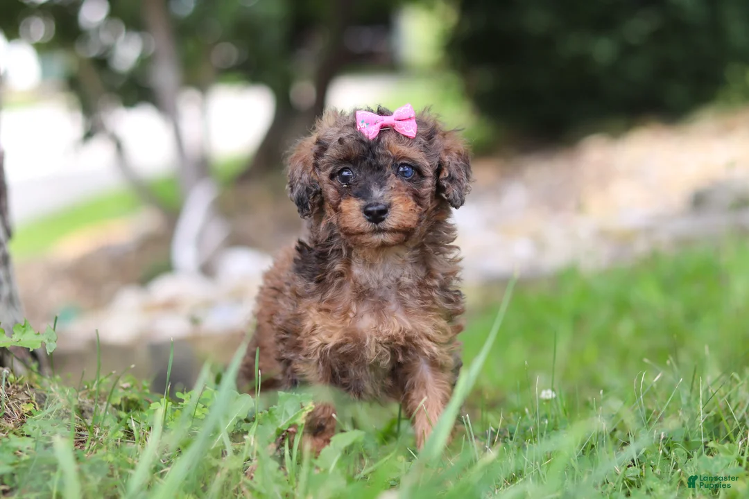 Miniature Poodle dogs for sale: Sierra - Ad 1