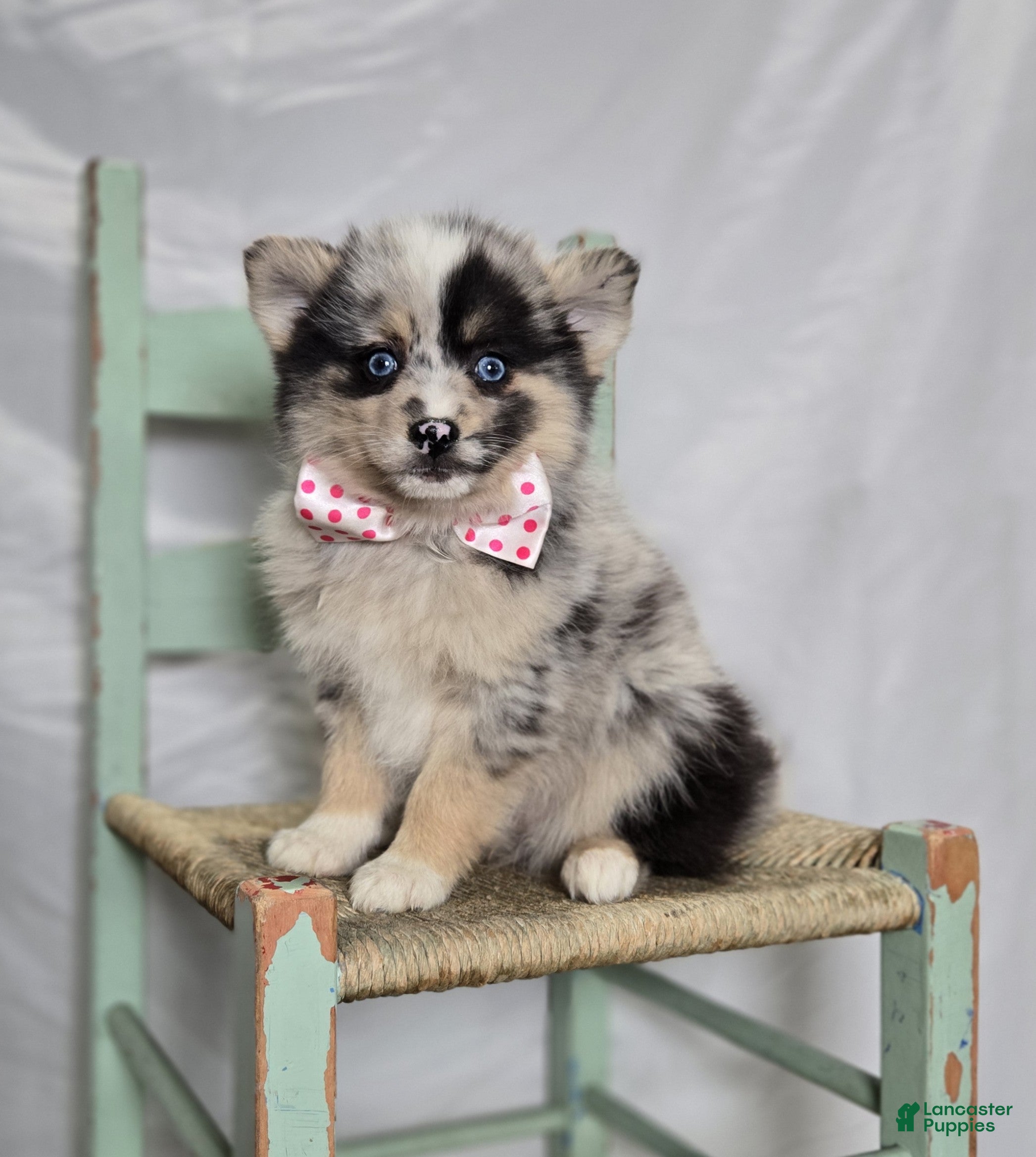 Pomsky dogs Tracy - Ad 1