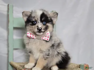 Pomsky dogs for sale: Tracy - Ad 3