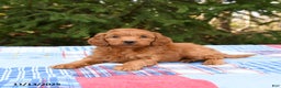 Mini Goldendoodle dogs for sale: Sirius - Ad 4