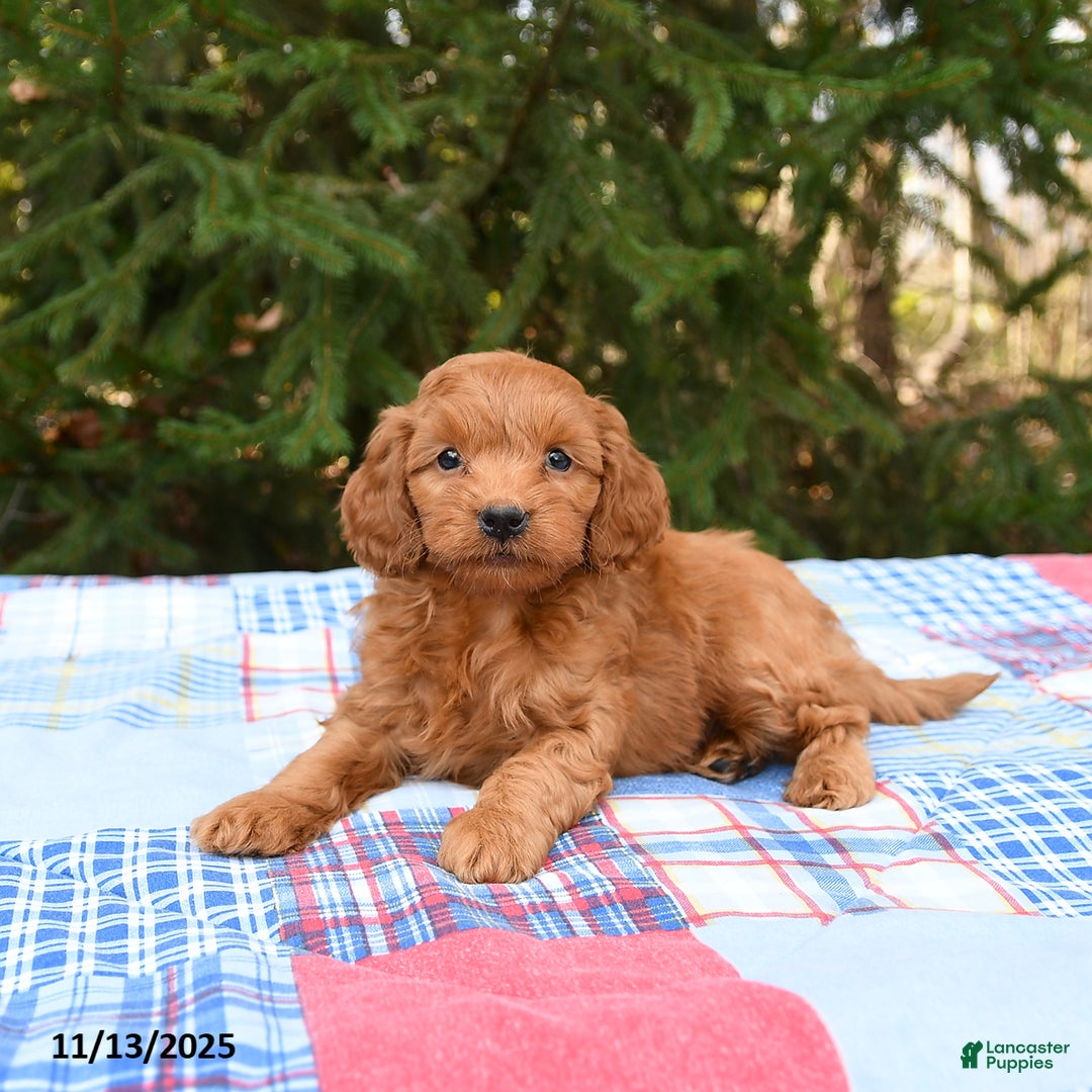 Mini Goldendoodle dogs for sale: Sirius - Ad 4