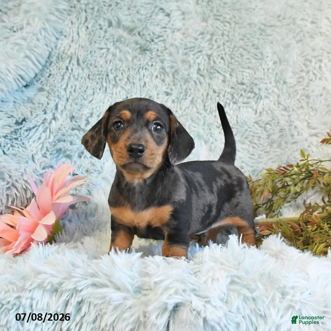 Miniature Dachshund dogs for sale: Buster - Ad 1