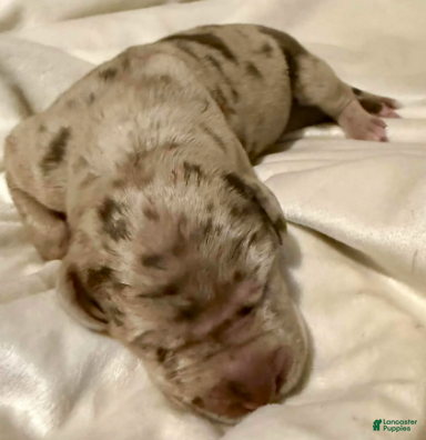 Great Dane dogs Kovu - Ad 18