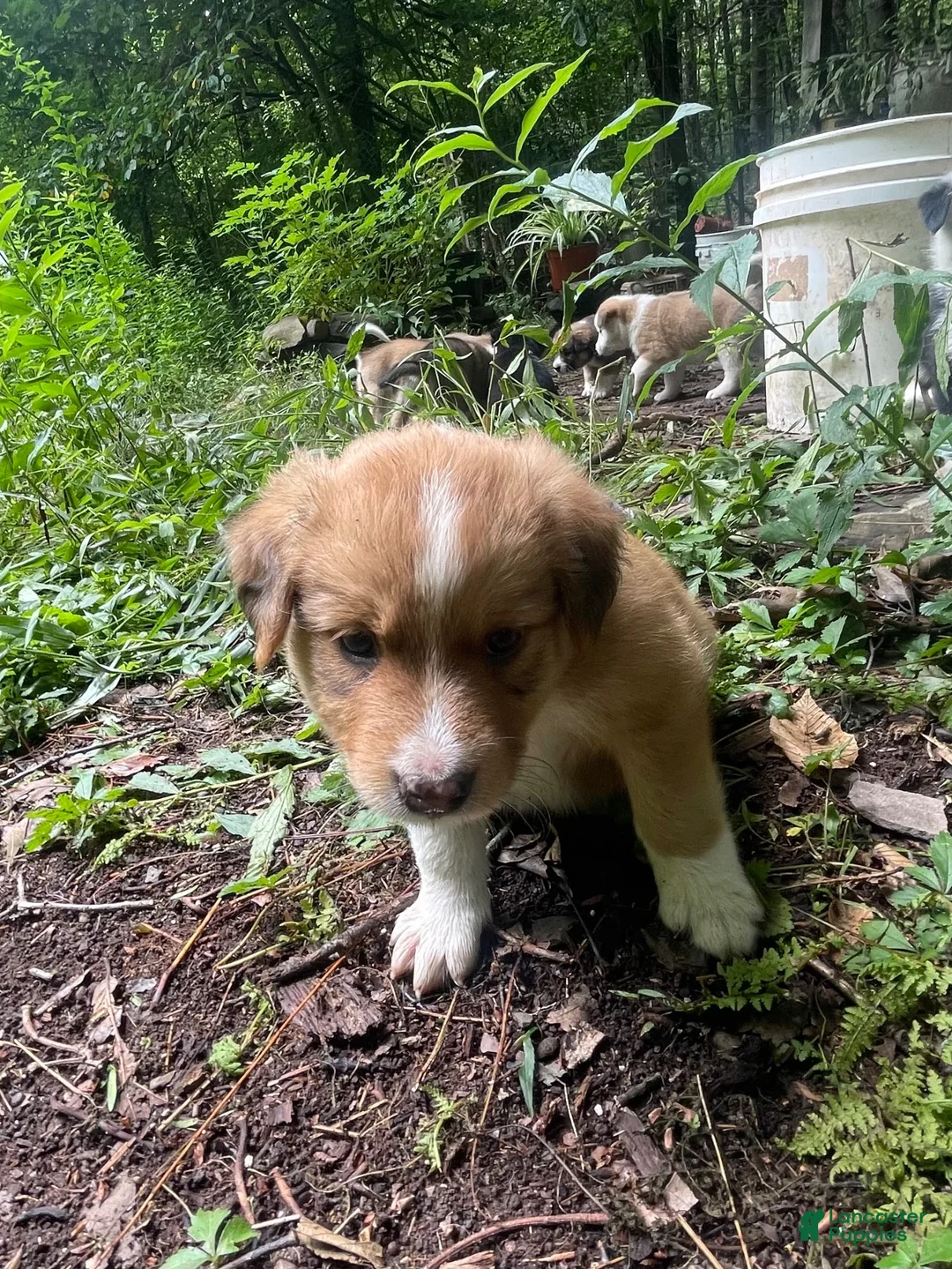 Mixed Breed dogs for sale: Little quaken - Ad 1