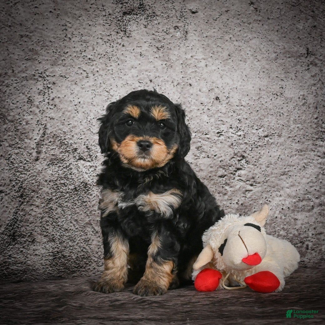 Mini Goldendoodle dogs Madelyn - Ad 2