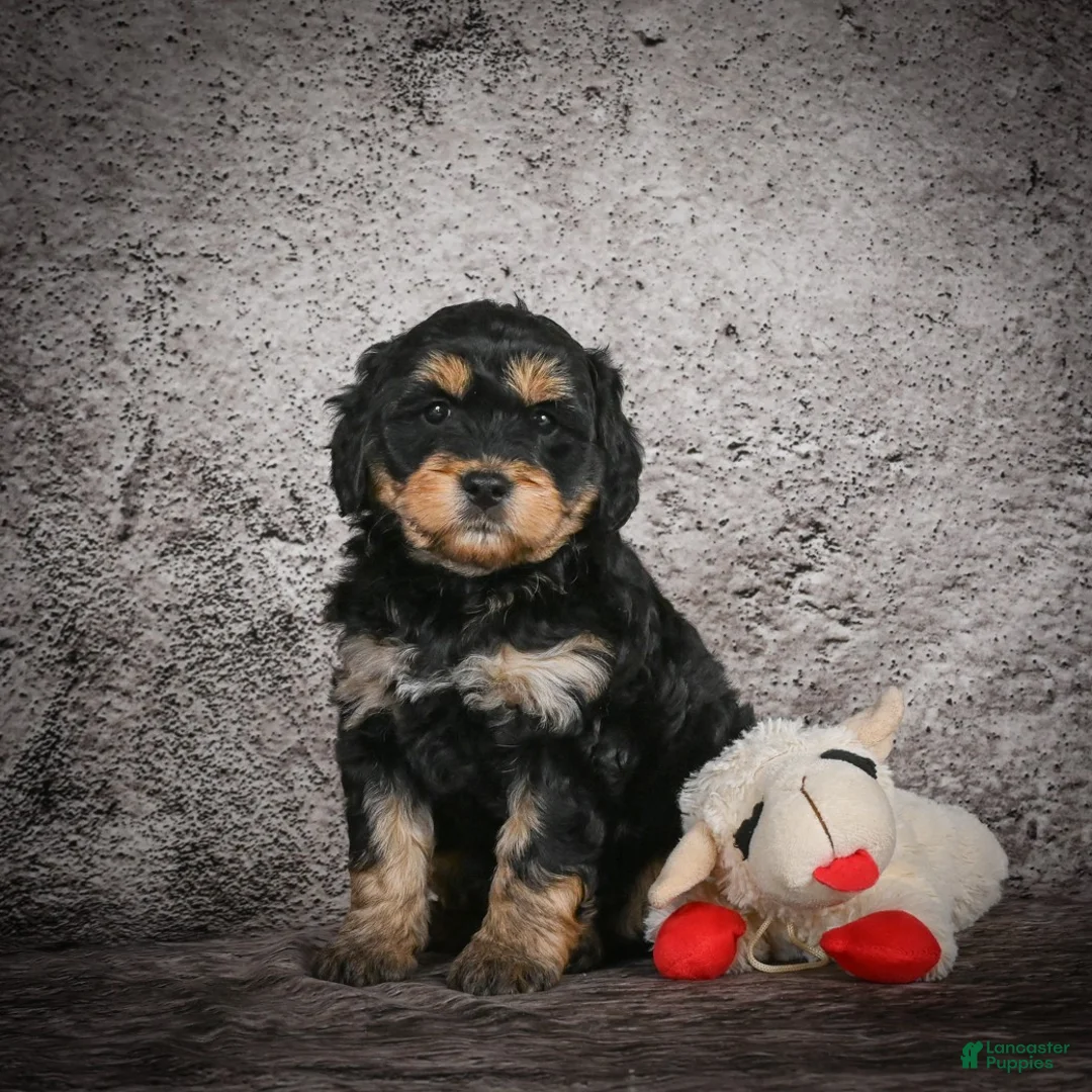 Mini Goldendoodle dogs for sale: Madelyn - Ad 2