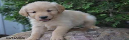 Golden Retriever dogs for sale: Nick  - Ad 5