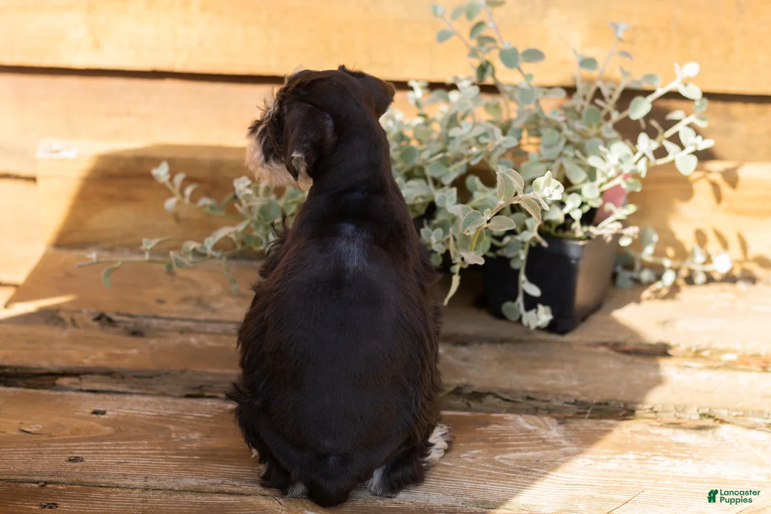 Miniature Schnauzer dogs for sale: Mason  - Ad 7