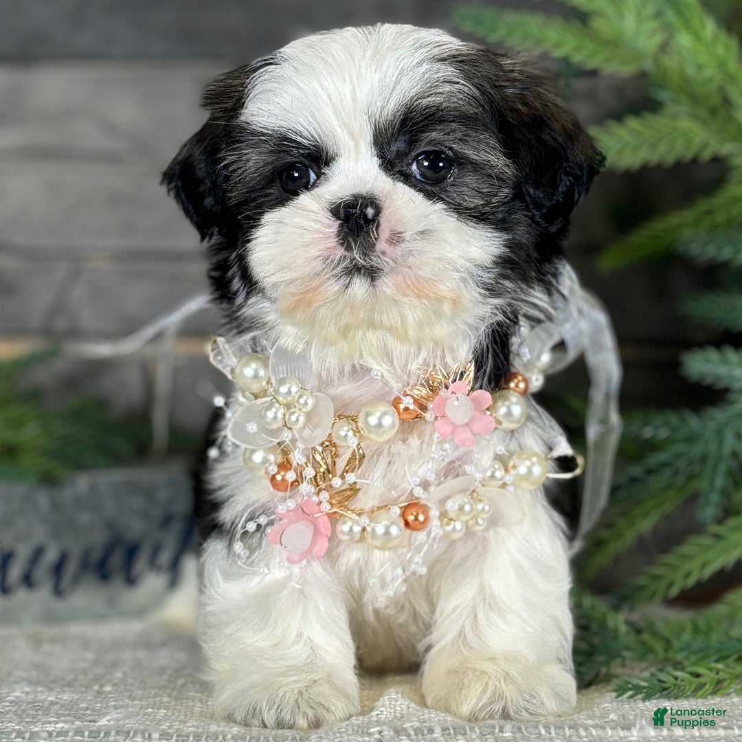 Shih Tzu dogs for sale: Carols - Ad 4