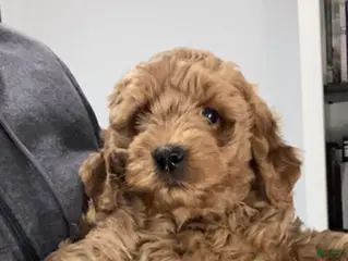 Labradoodle dogs Maverick - Ad 24
