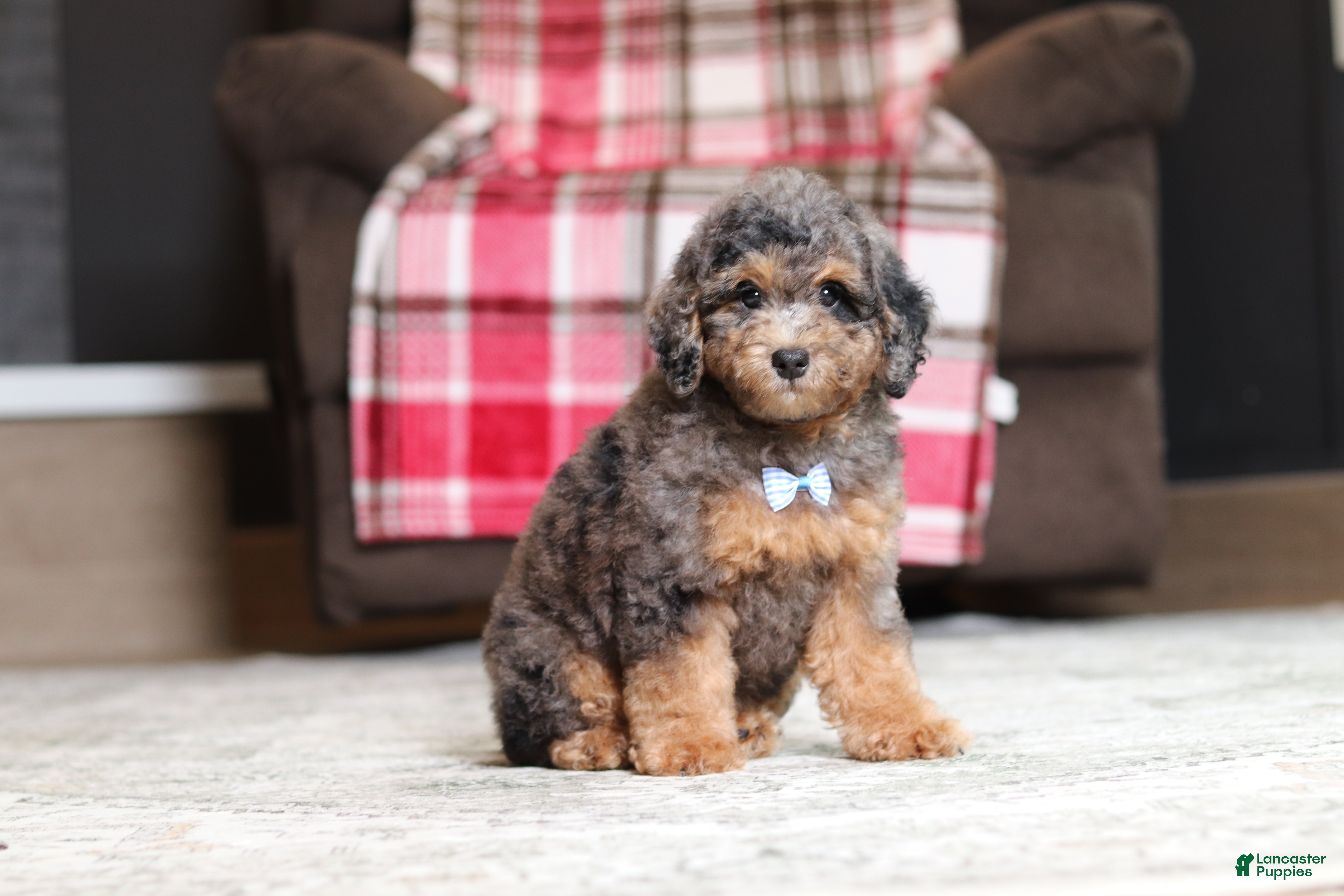 Miniature Poodle dogs Ace - Ad 1