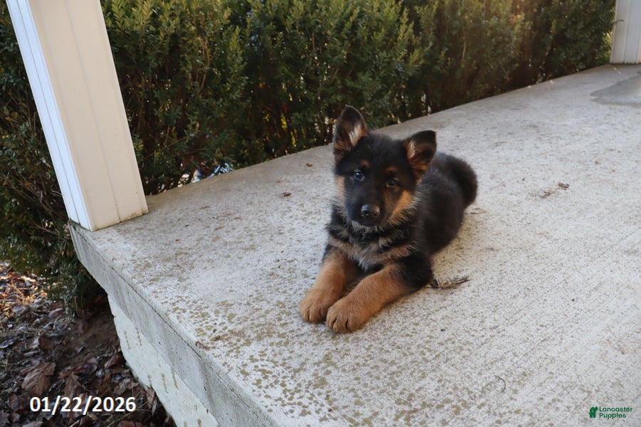 German Shepherd dogs Troy - Ad 21
