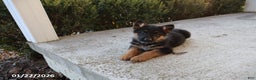 German Shepherd dogs for sale: Troy - Ad 1