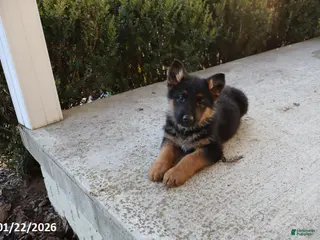 German Shepherd dogs Troy - Ad 41