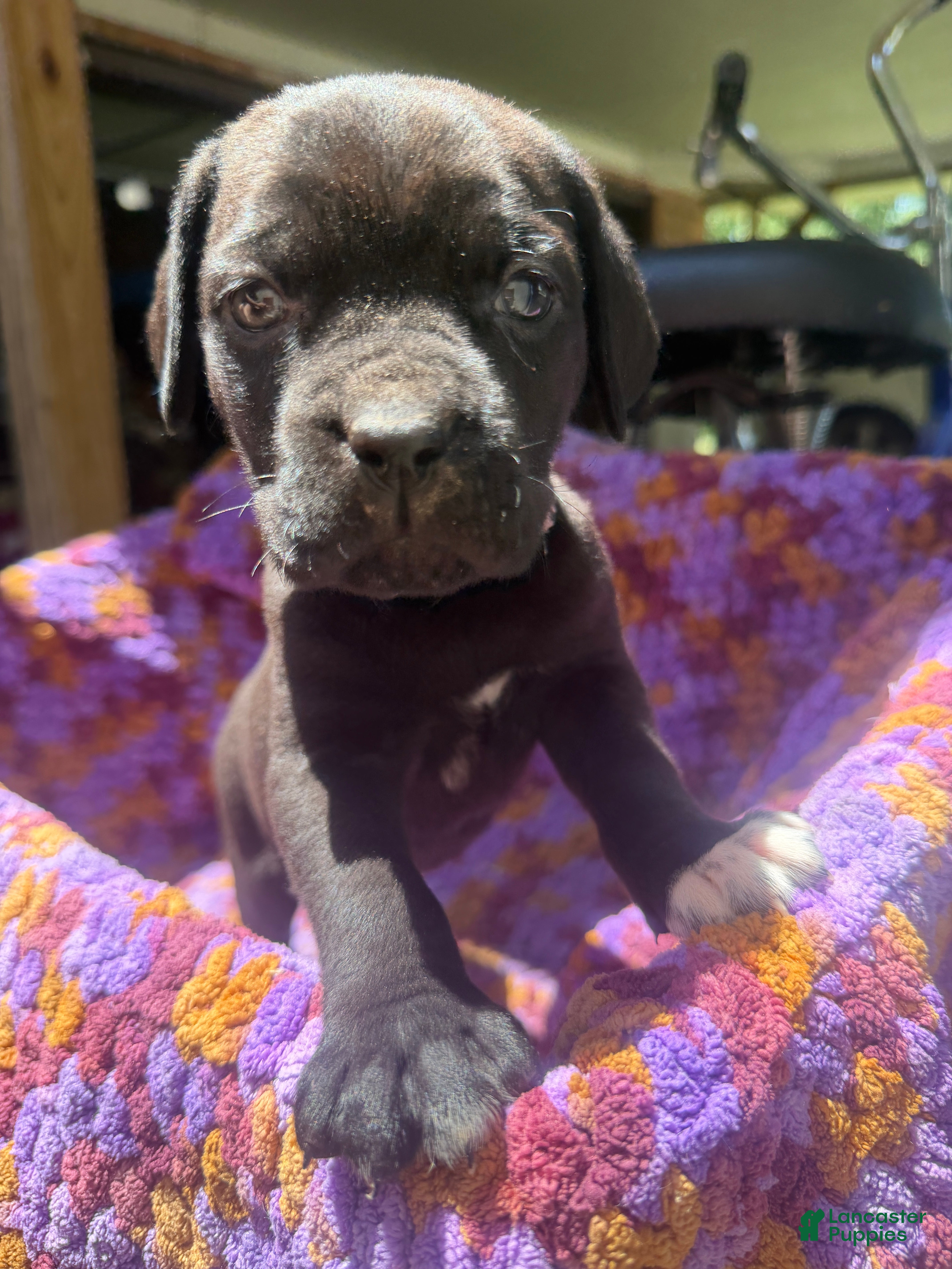 Cane Corso dogs Cane Corso Puppy Lavander - Ad 25