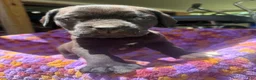 Cane Corso dogs for sale: Cane Corso Puppy Lavander - Ad 1