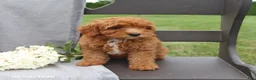Cavapoo dogs for sale: Tilly - Ad 3