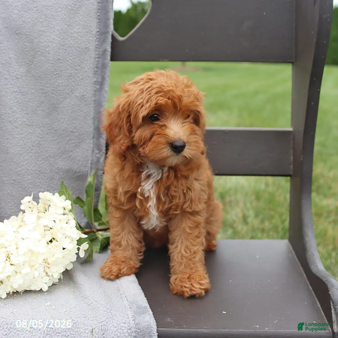 Cavapoo dogs for sale: Tilly - Ad 3
