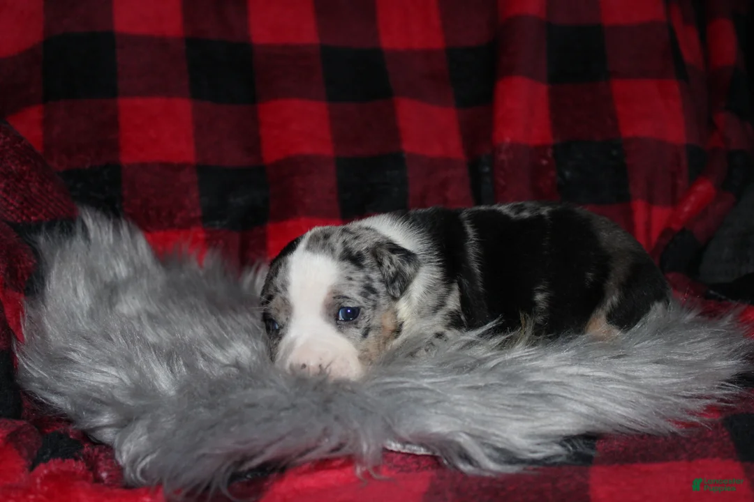 American Bully dogs for sale: Daisy Doo - Ad 4