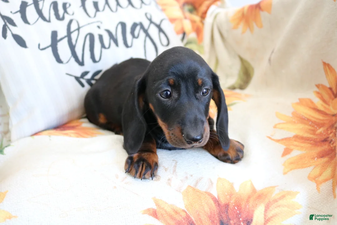Miniature Dachshund dogs for sale: Danny  - Ad 2